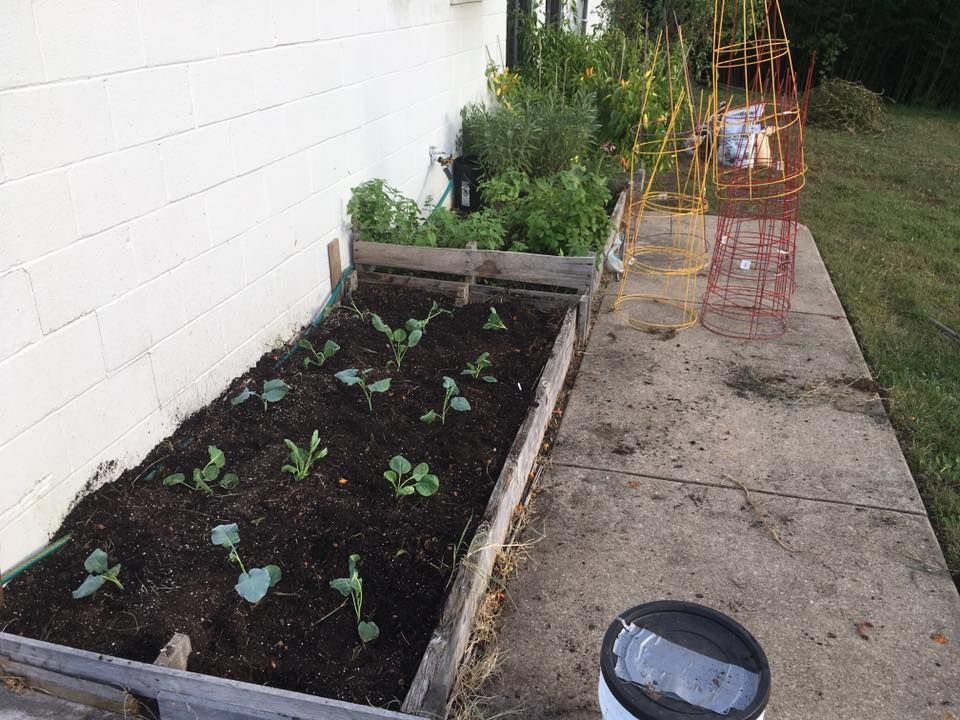 Raised garden bed with young plants next to a white building. A yellow tomato cage stands nearby.