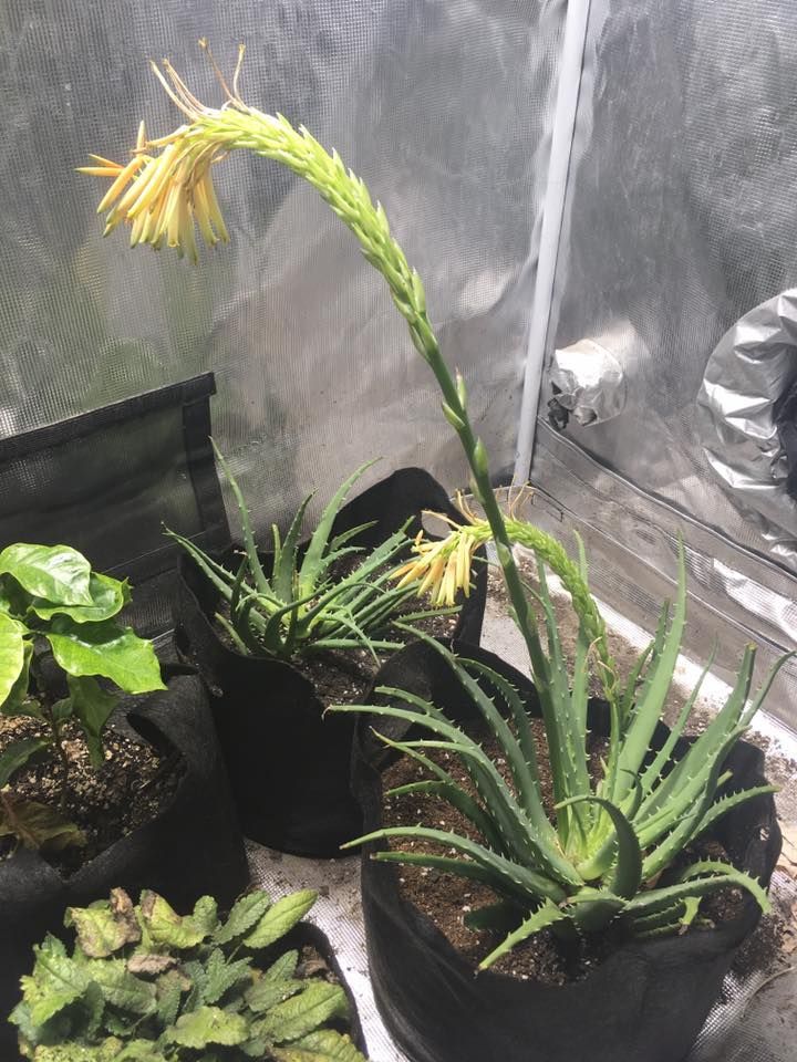 Aloe plants in black fabric pots with yellow flowers and a long stem in a grow tent.