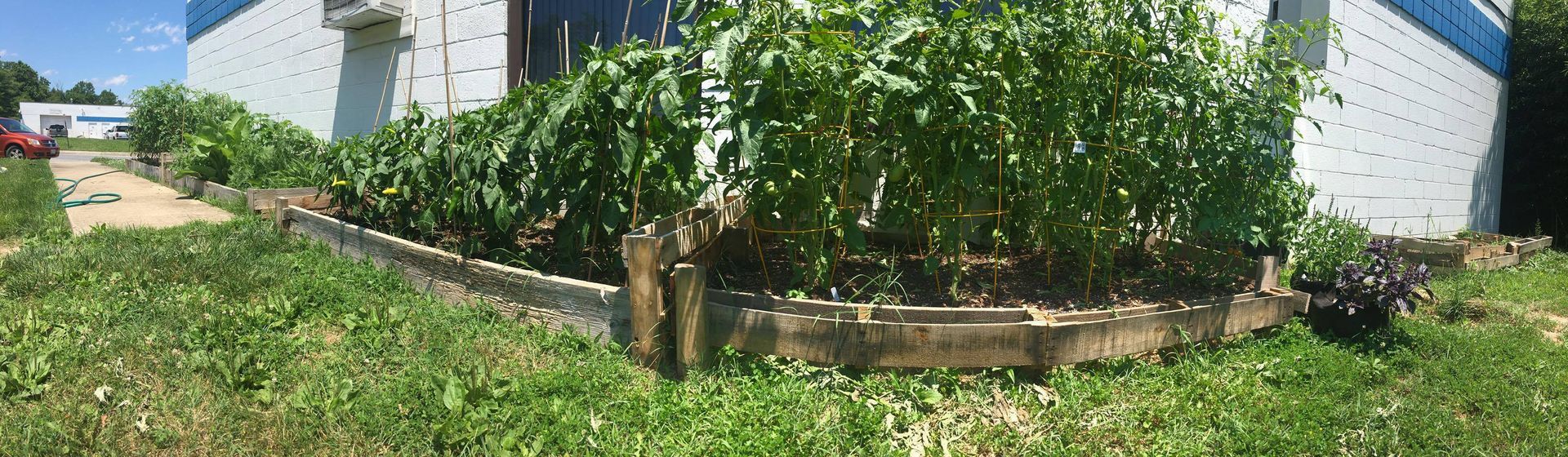 Green plants growing in a raised bed next to a building. Overgrown grass surrounds the bed.