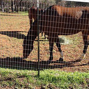 Wire Fence — Horse Behind Wire Fence in Auburn, CA