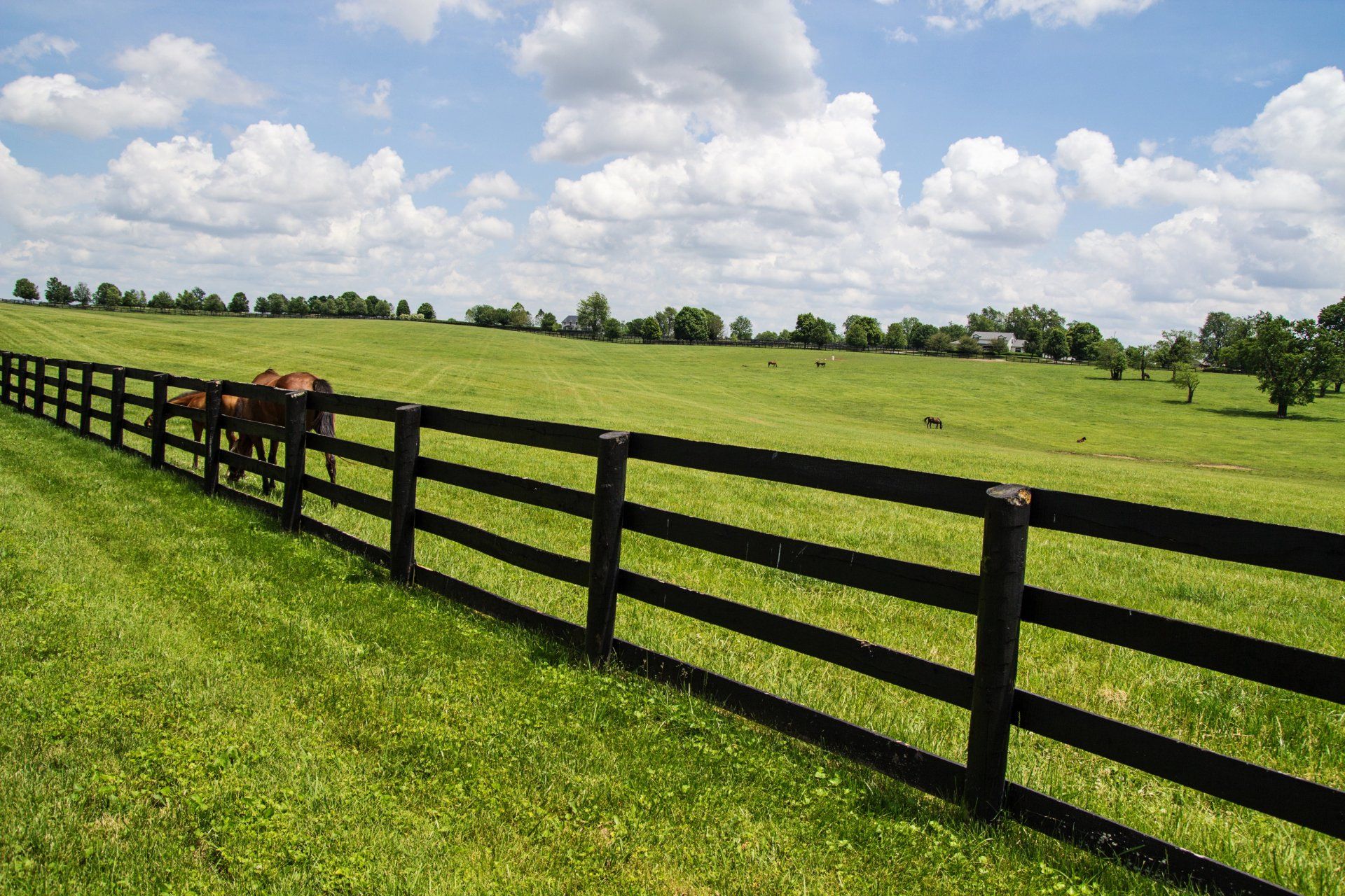 Ranch Fencing — Ranch Fence  in Auburn, CA