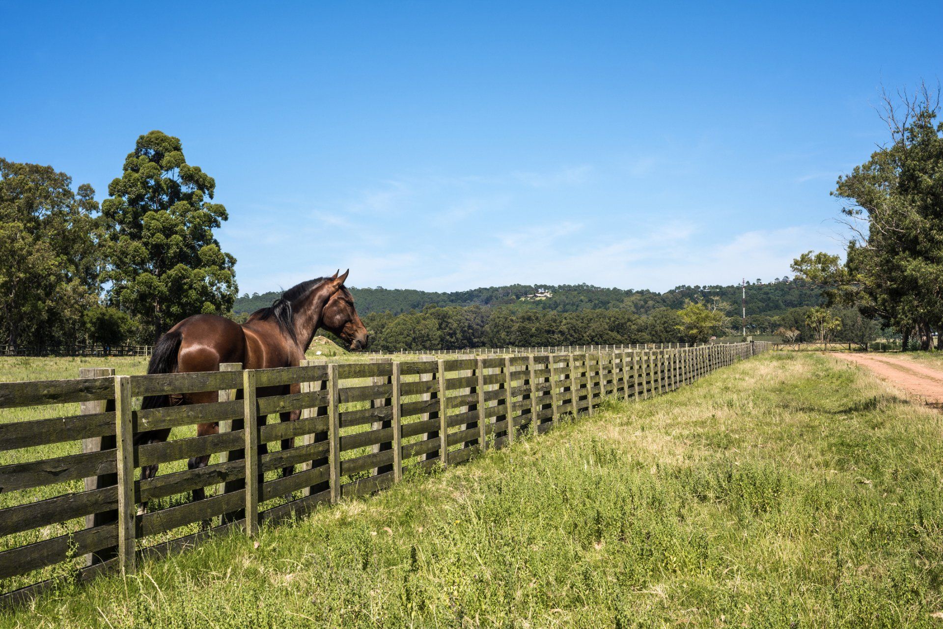 Fencing — Ranch with Horse in Auburn, CA