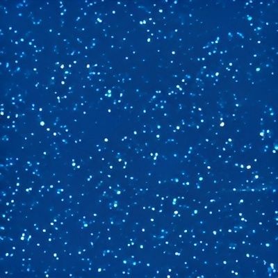 A Royal Jade With White Dots on It — SJ Pools and Concreting in Dubbo, NSW