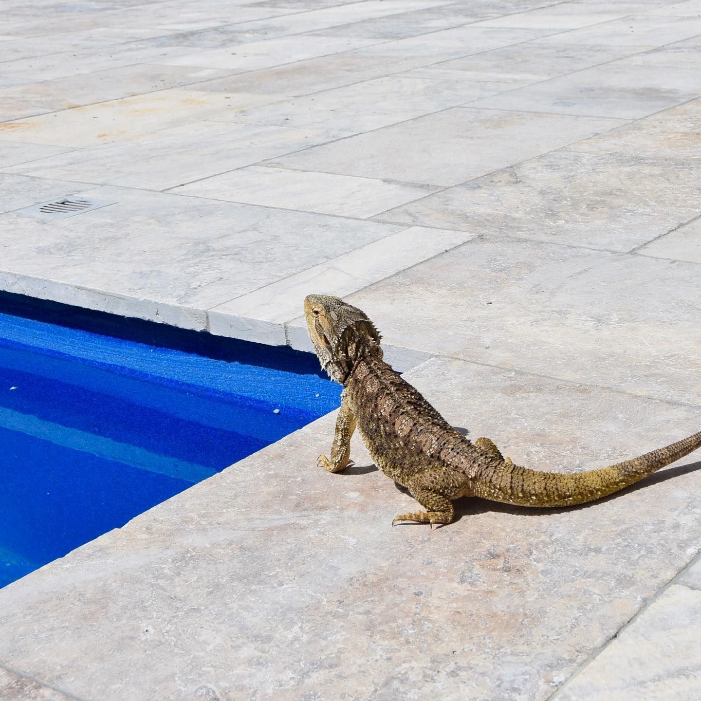 A Swimming Pool with a bearded lizard on the side of pool
— SJ Pools and Concreting in Warren, NSW