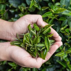 A pair of hands holding a bunch of tea leaves