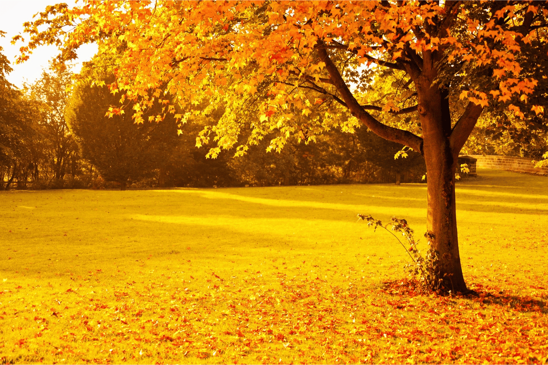 Beautiful Orange Leaves On Tree And Grass During The Fall Season