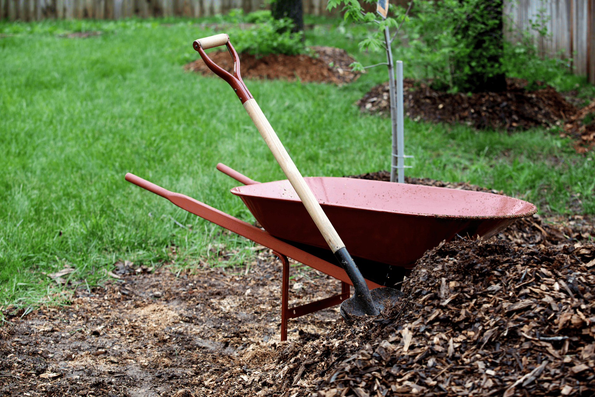 Homeowner Use Wheelbarrow And Shovel To Collect Mulch For DIY Landscaping