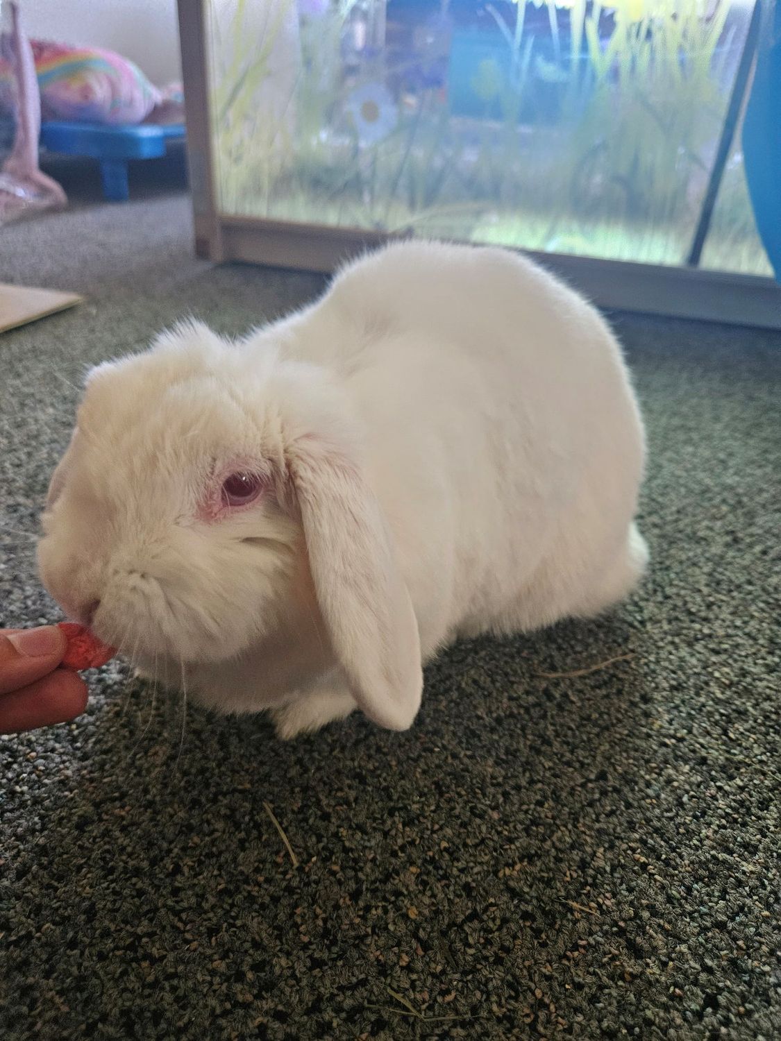 Rosie the Bunny