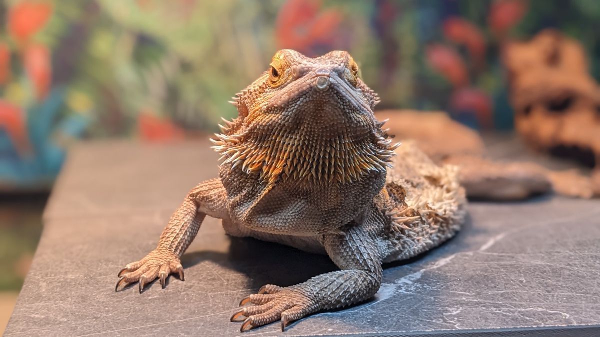 Theo the Bearded Dragon