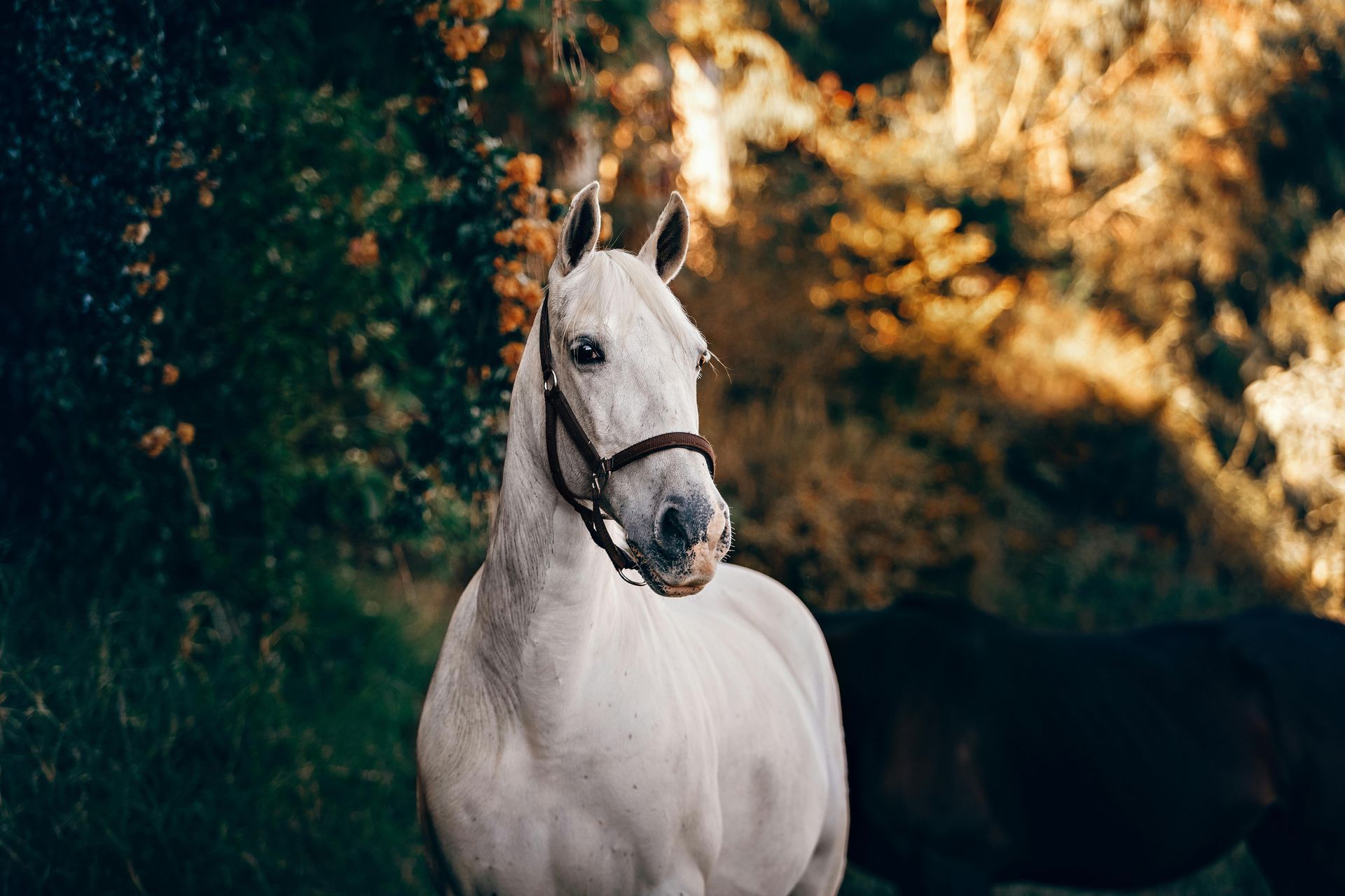 Weißes Pferd