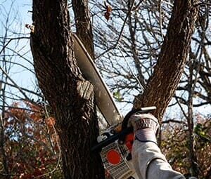 Man Cutting the Branch — Landscaping Services in West Lawn, PA