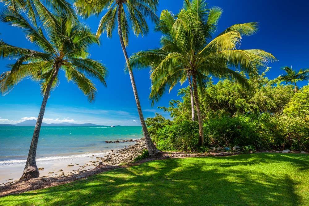 There Are Two Palm Trees on the Beach Near the Ocean — Gori Marble & Granite Pty Ltd in Port Douglas, QLD