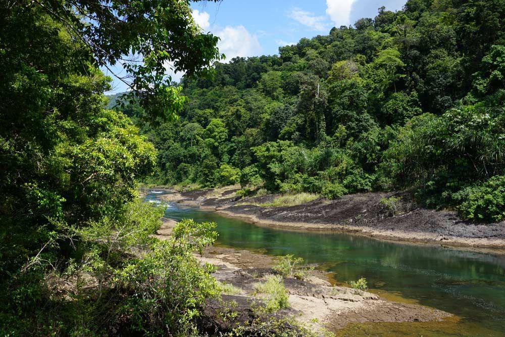 A River Surrounded by Trees and a Lush Green Forest — Gori Marble & Granite Pty Ltd in Tully, QLD