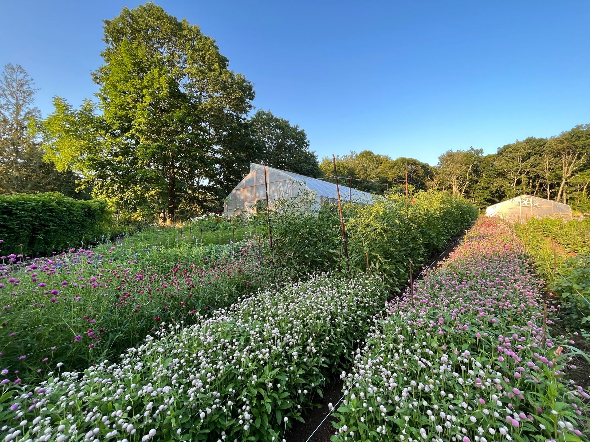 A greenhouse is in the background of a field of flowers.