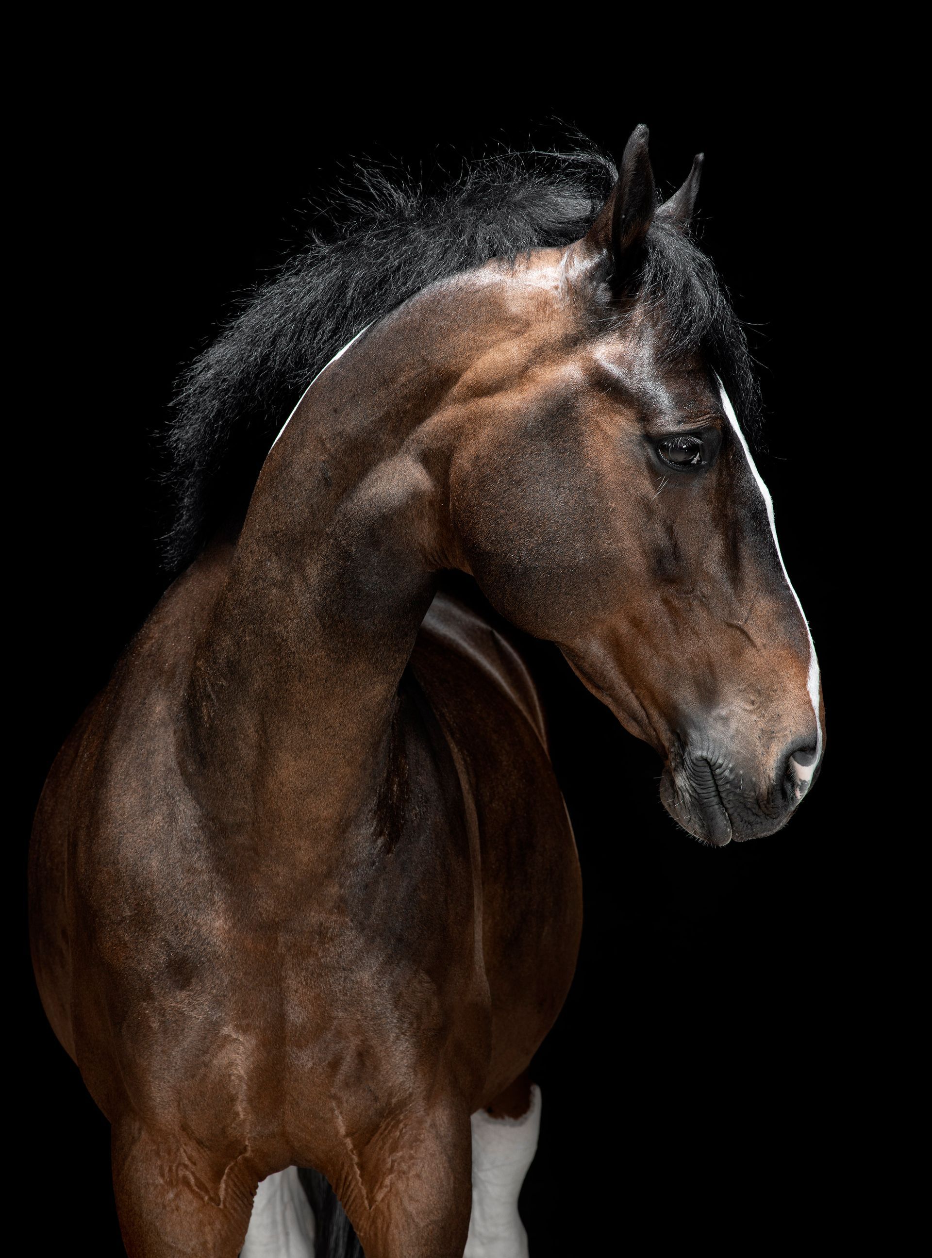 A brown horse with a long mane is standing in front of a black background.