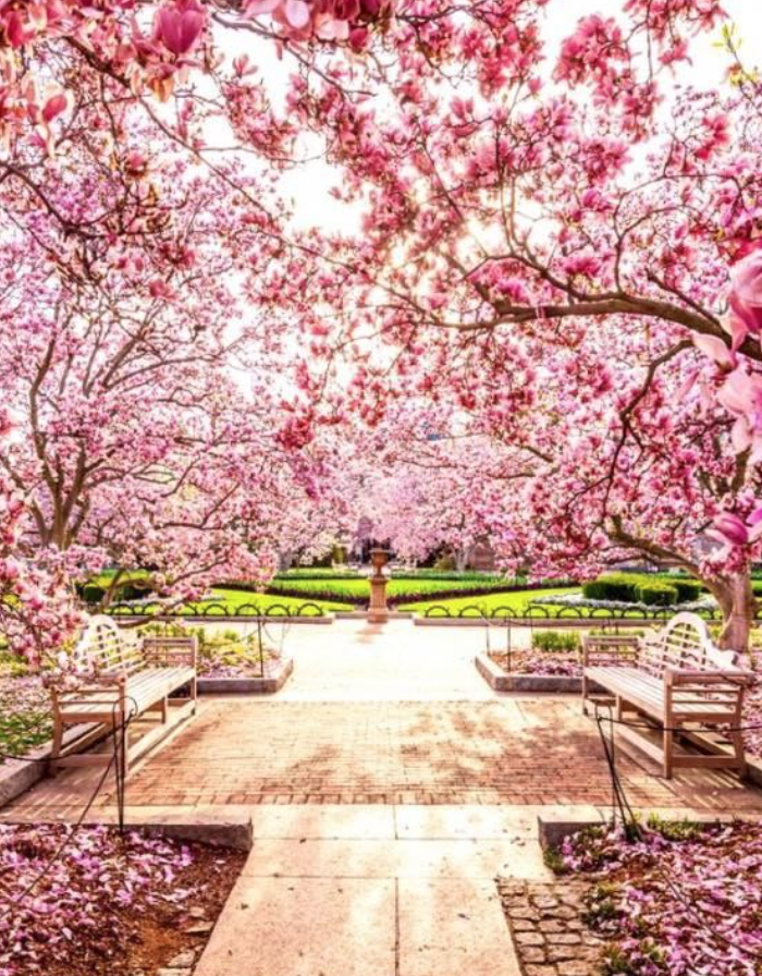 Cherry Blossom D.C.