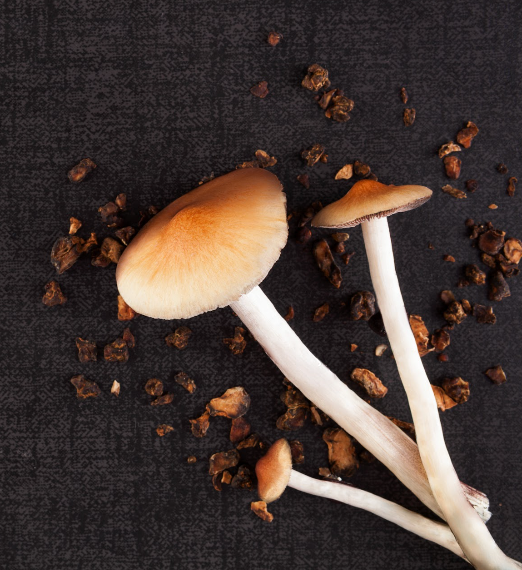 Three mushrooms are growing on a black surface