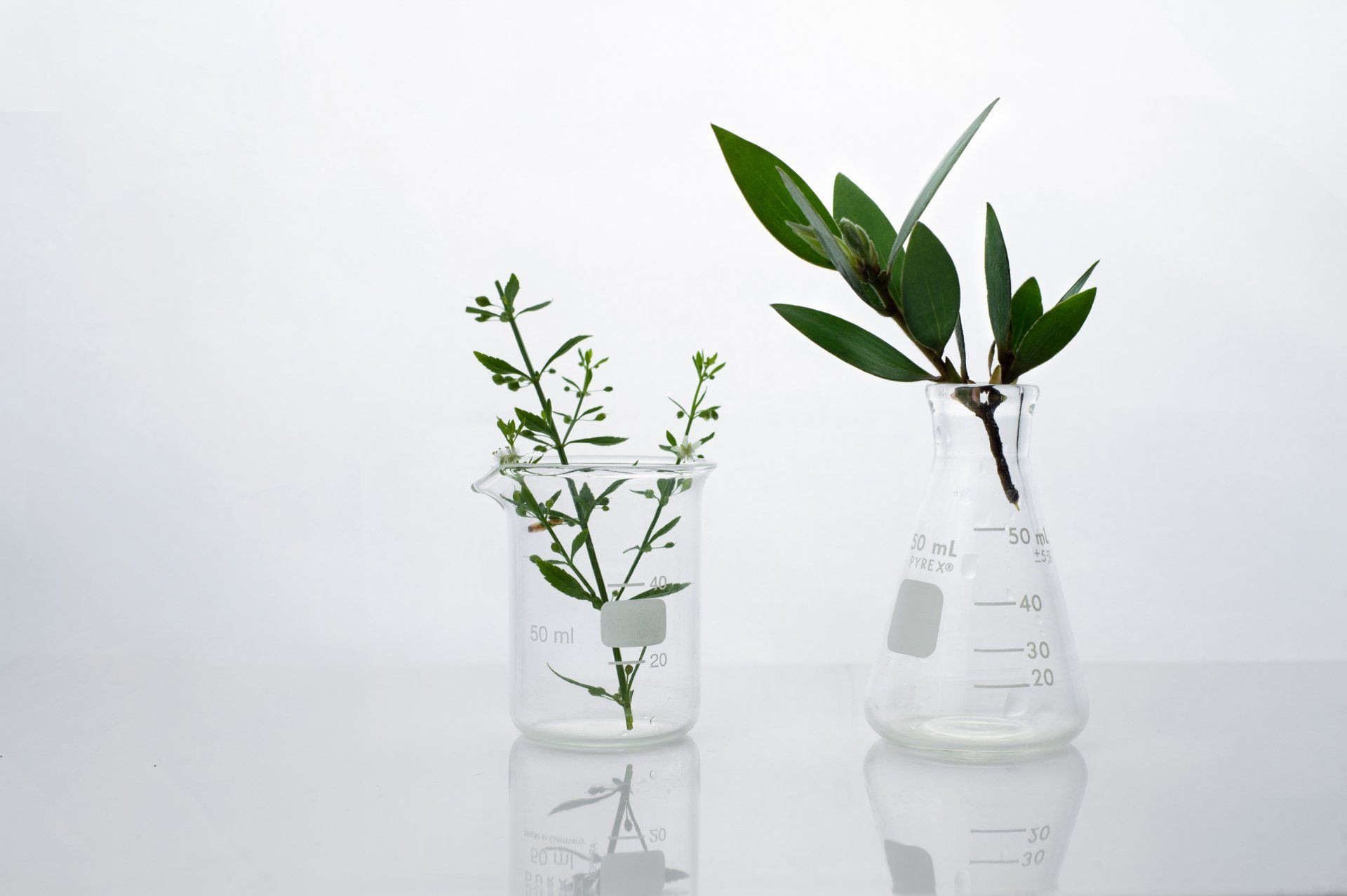 Two beakers with plants in them are sitting on a table.