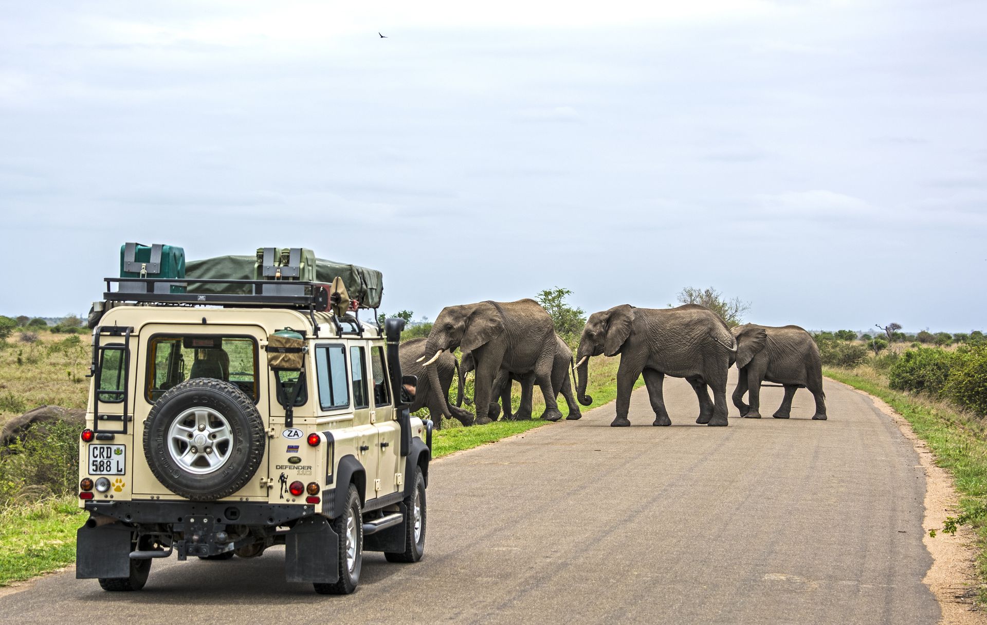 A group of elephants are crossing a road in front of a jeep.