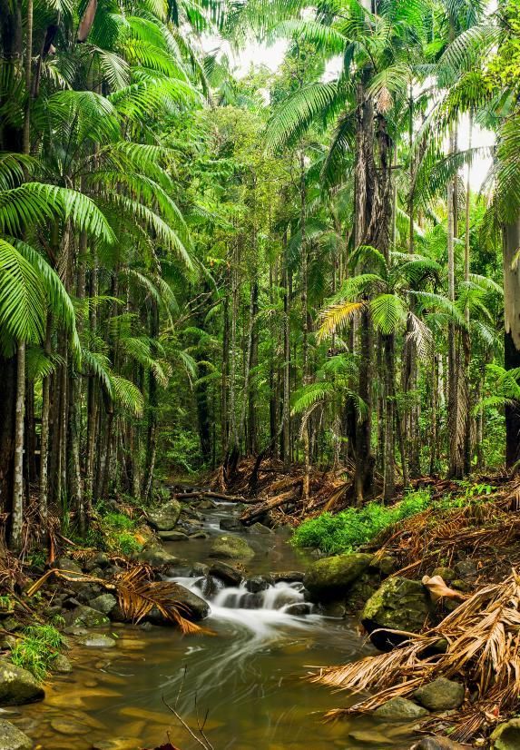 A Stream Running Through a Lush Green Forest — BS Crane Truck and Trailer Hire In Buderim, QLD