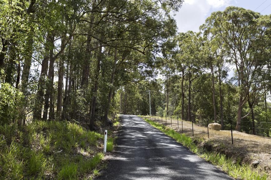 A Road Going Through a Forest With Trees on Both Sides — BS Crane Truck and Trailer Hire In Yandina, QLD