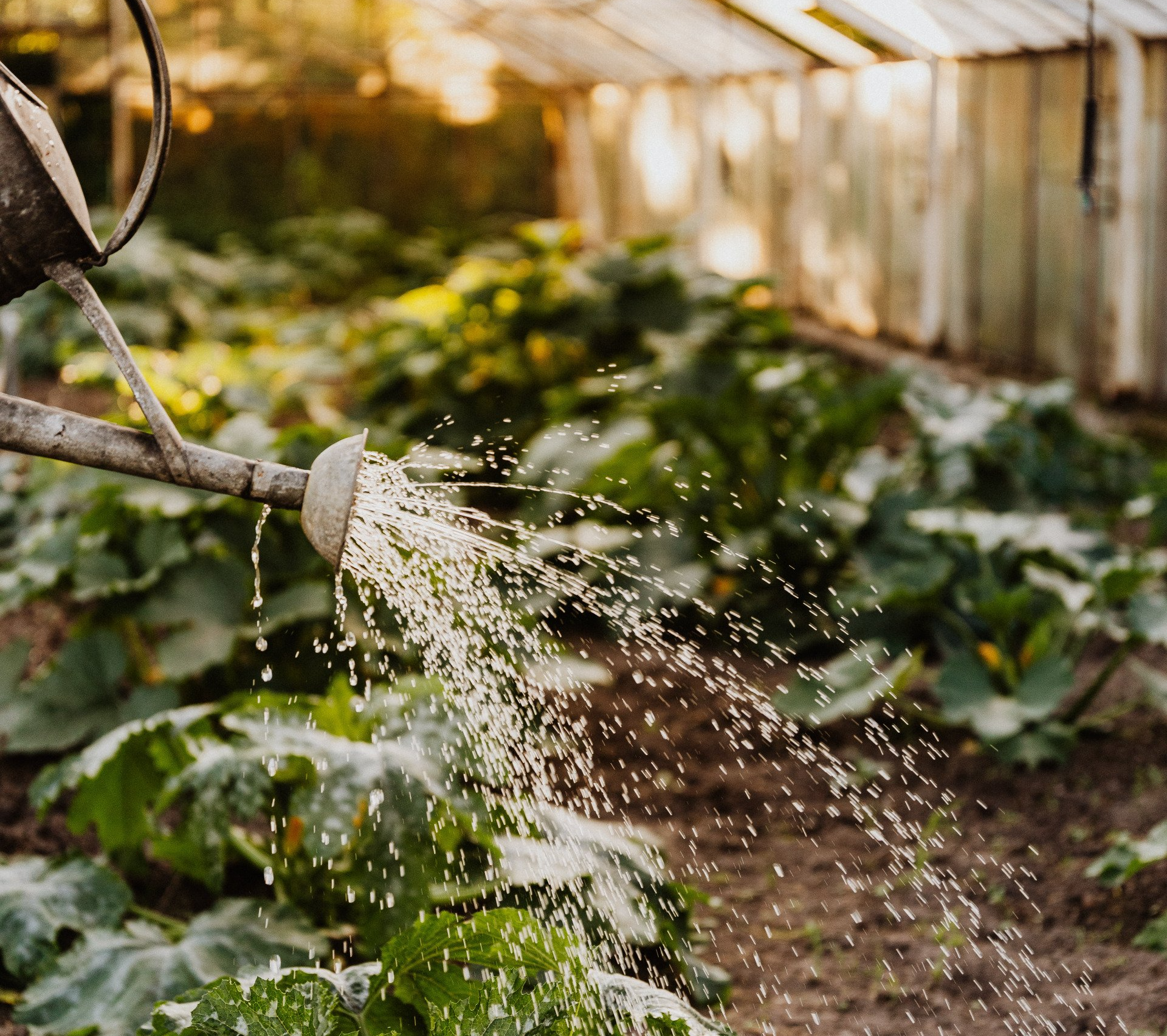 Watering plants