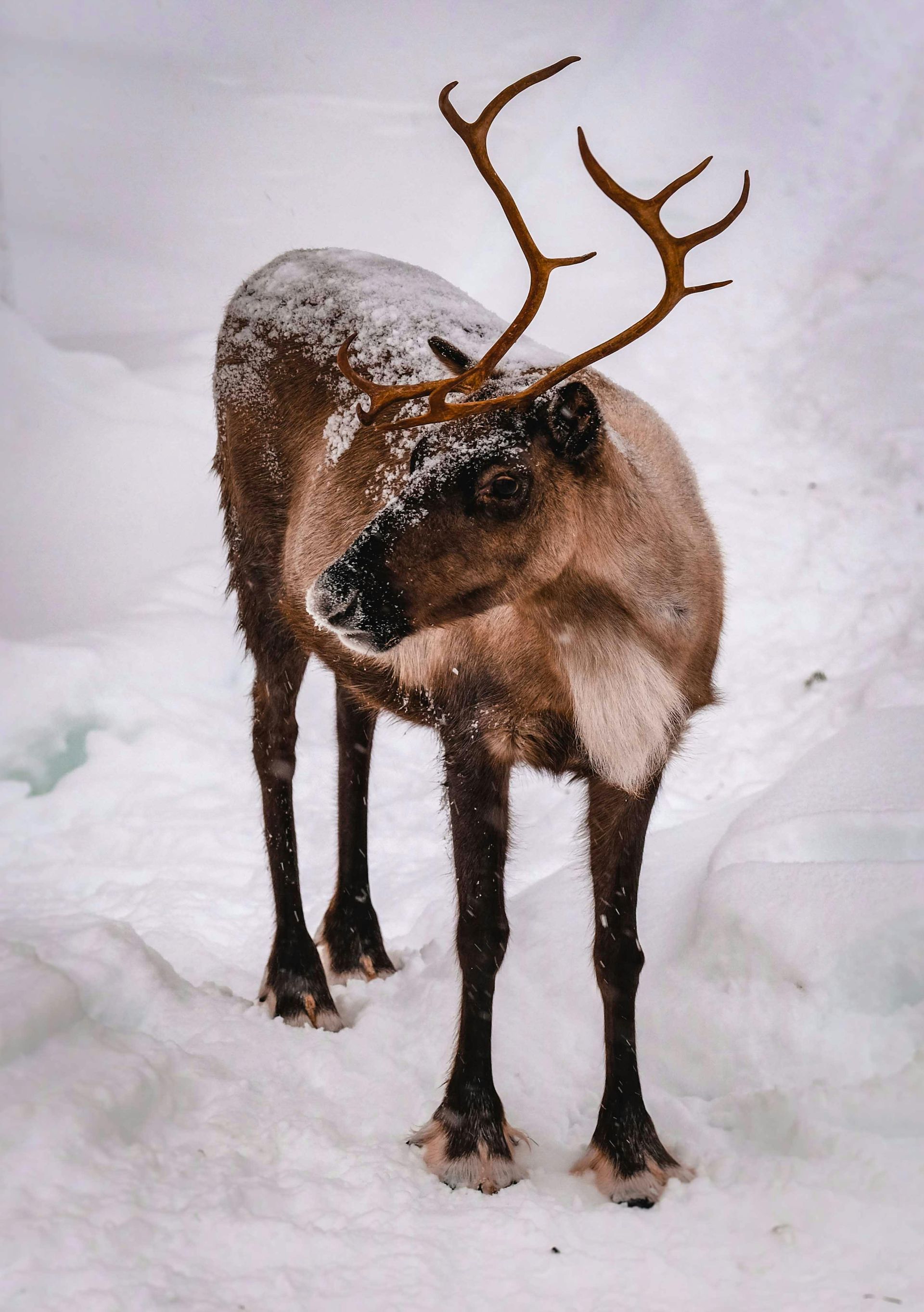 Reindeer in the snow