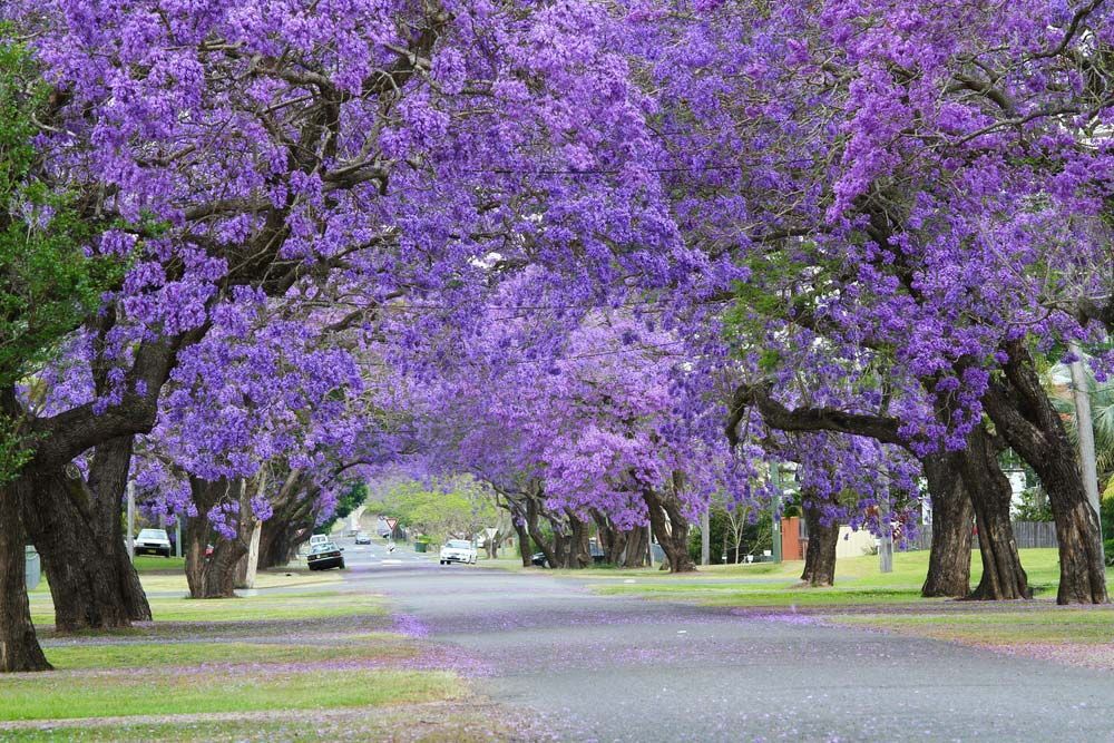 A Row Of Purple Flowers Growing On Trees Along A Street — Hilldrop Motor Inn In Waterview Heights, NSW