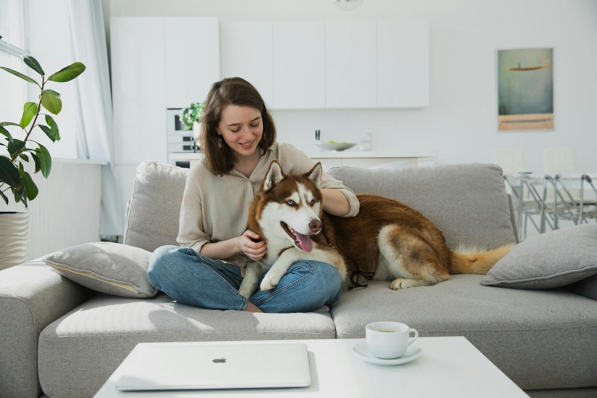 A person sits on a light gray sofa and pets a brown and white husky. A laptop and a cup are on a table in the foreground.