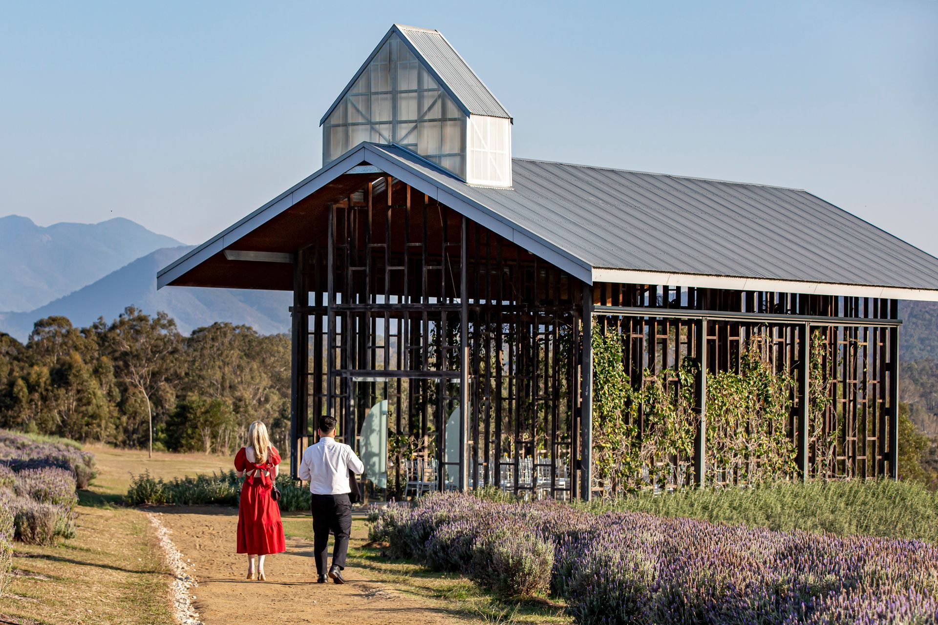 Couple walks towards a chapel with mountain backdrop; lavender fields line path.