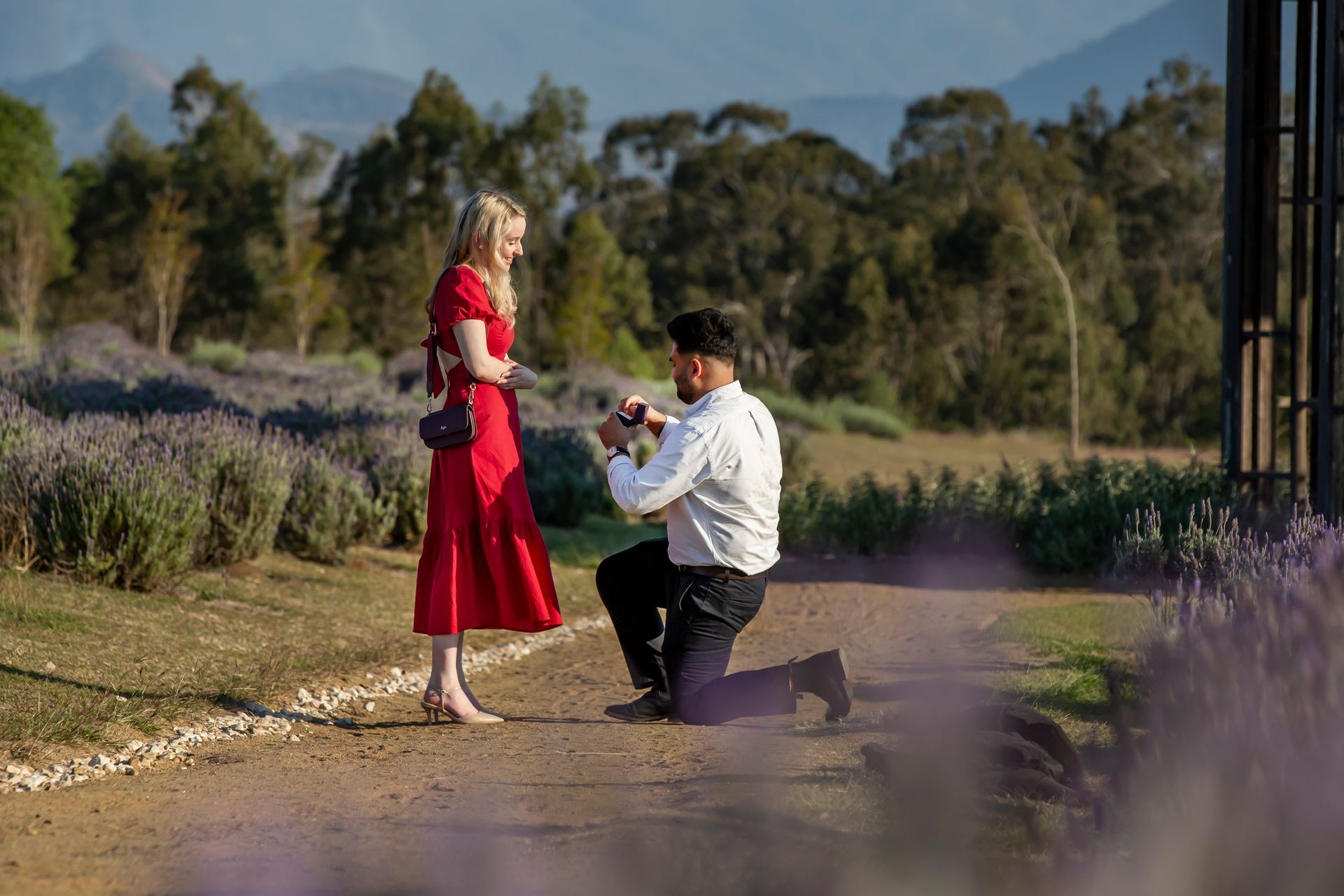 Man kneeling, proposing to woman in a red dress, lavender field.