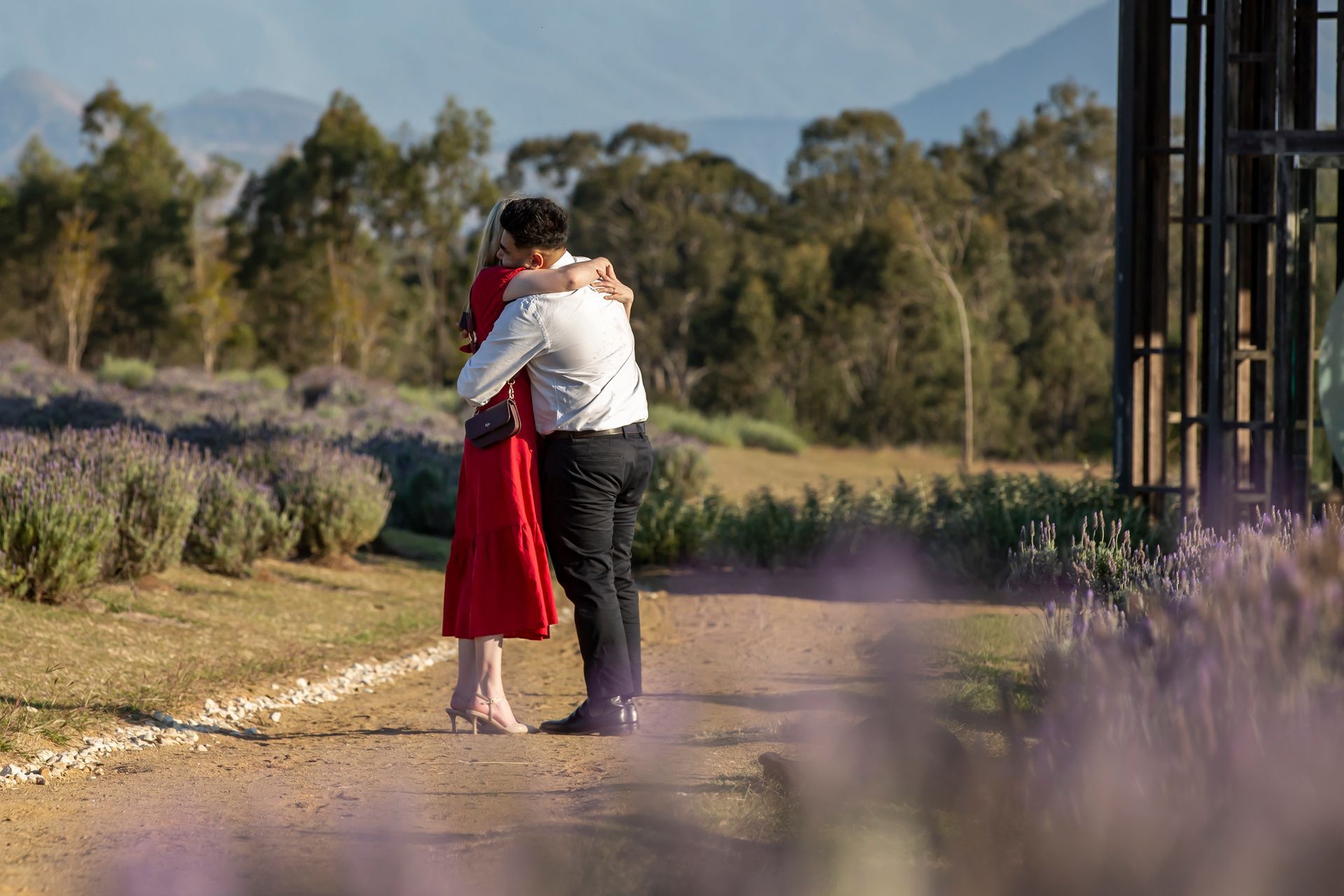 Couple embracing outdoors, near lavender rows, mountains in background.