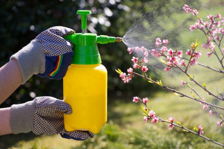 Termite Control — Spraying a blooming fruit tree against pests in Laredo, TX