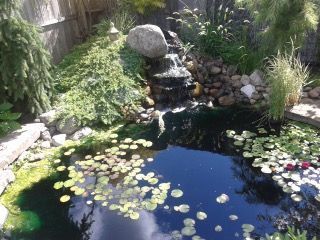A pond filled with water lilies and a waterfall in a backyard.