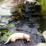 A dog is swimming in a pond with fish.