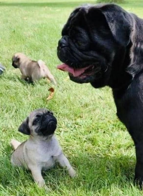 A black pug dog standing next to two pug puppies in the grass.