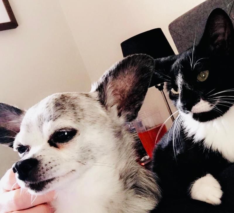 A dog and a cat are sitting next to each other