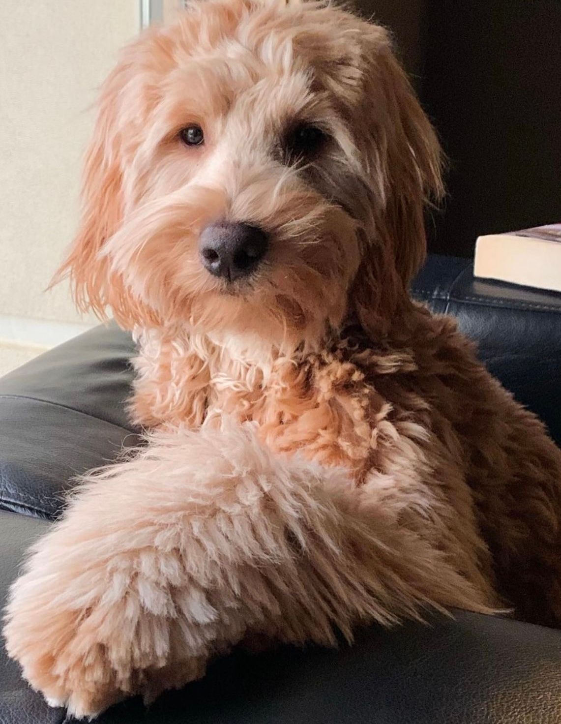 A small brown dog is laying on a black couch.