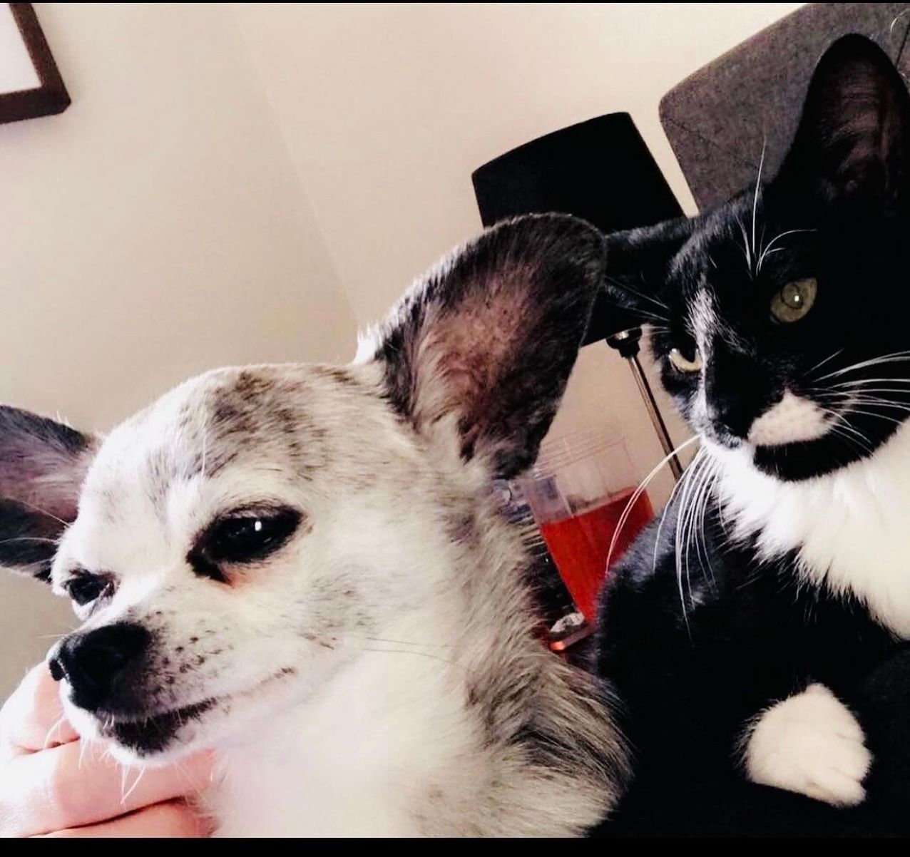 A black and white cat sitting next to a small dog