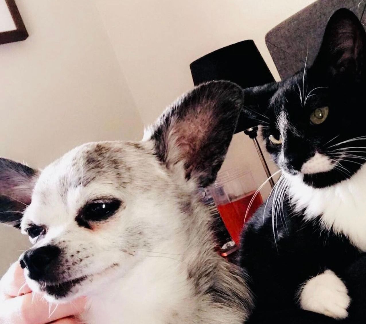 A black and white cat sitting next to a small dog