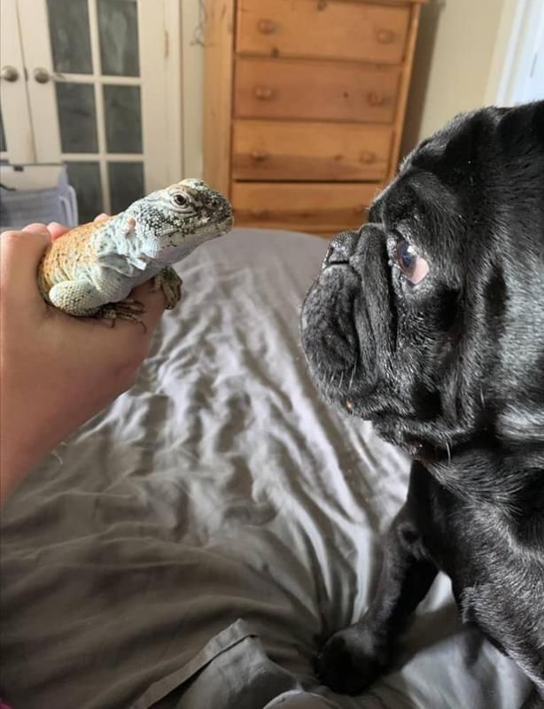 A person is holding an ice cream cone next to a dog on a bed.