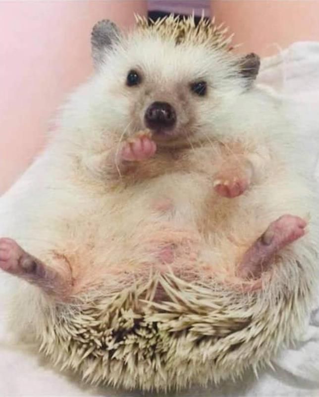 A hedgehog is laying on its back on a bed.