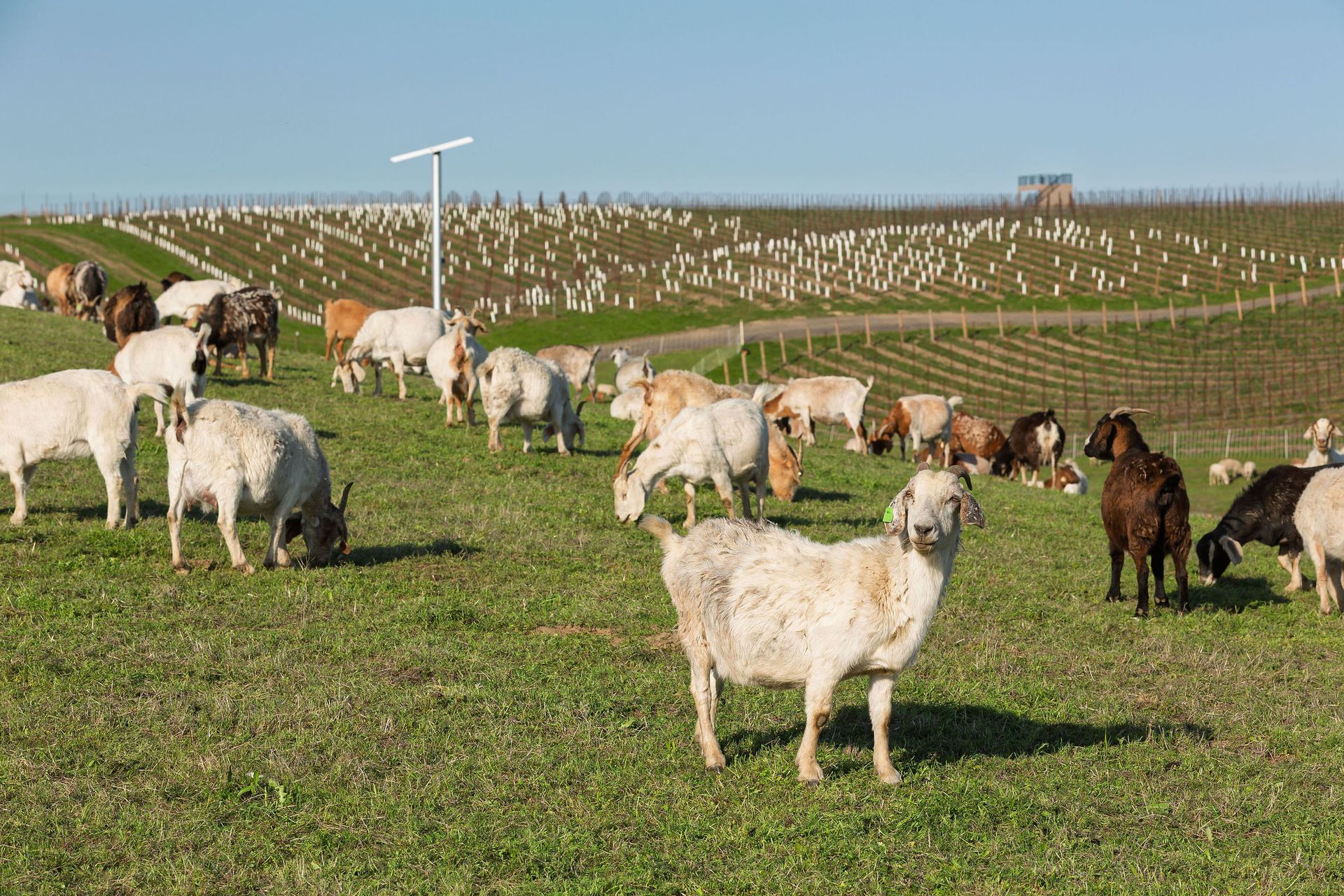 Goats grazing on grassy hillside in front of rows of vines.