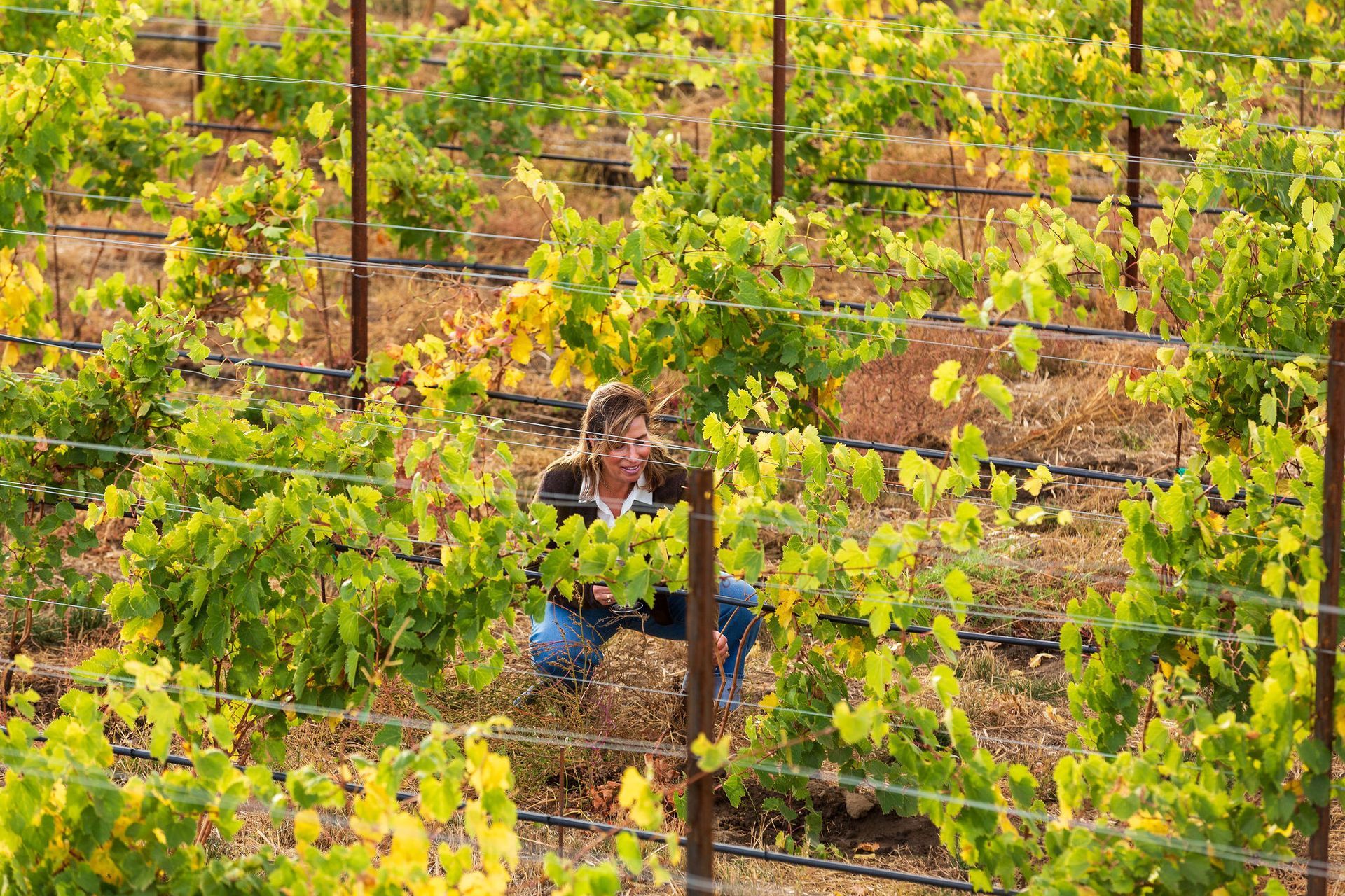 Kristin Reali crouching in a vineyard, inspecting grapes, surrounded by green vines and brown trellises.