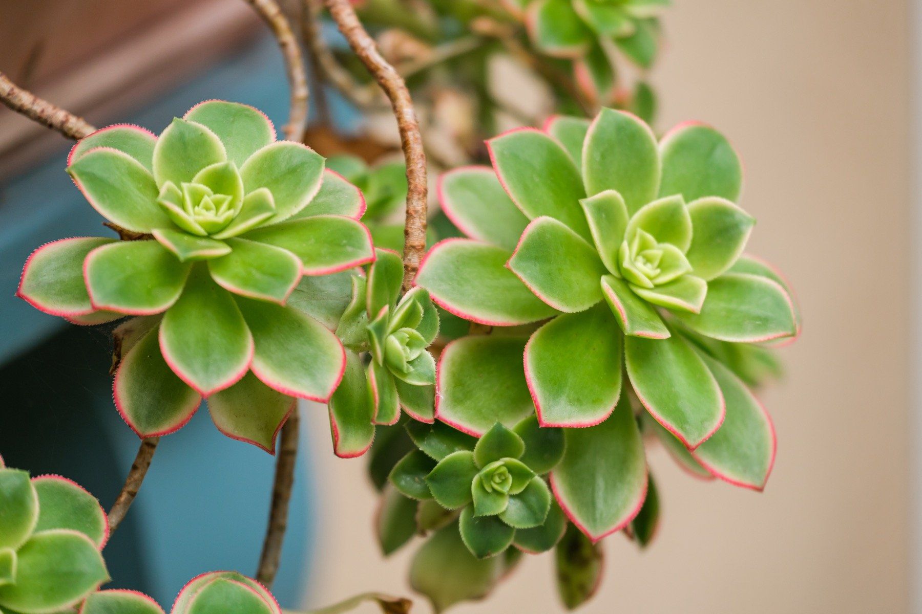 A close up of a succulent plant with green leaves and red edges.