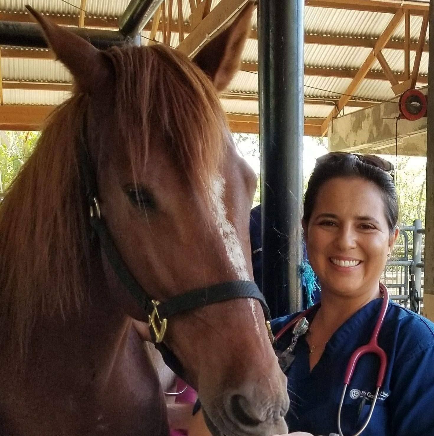 Veterinarian in blue scrubs with red stethoscope standing with chesnut horse