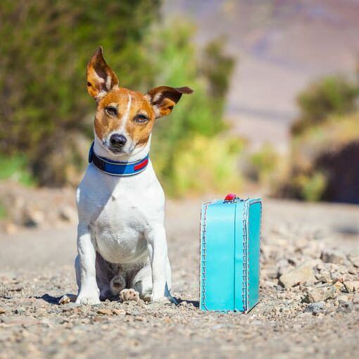 Préparer son chien… et sa valise !