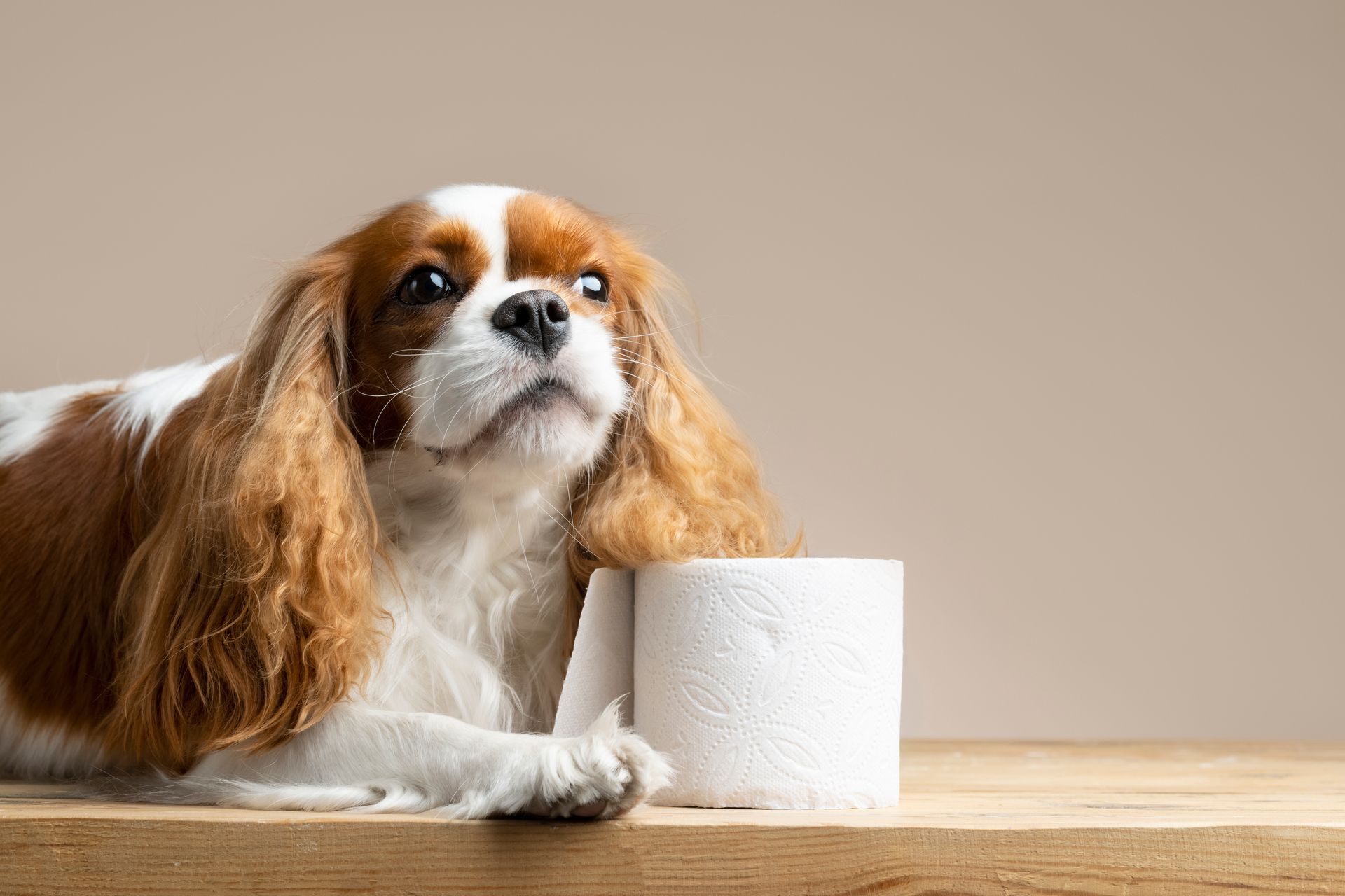 Nos solutions pour l’incontinence canin - Robin éducateur canin