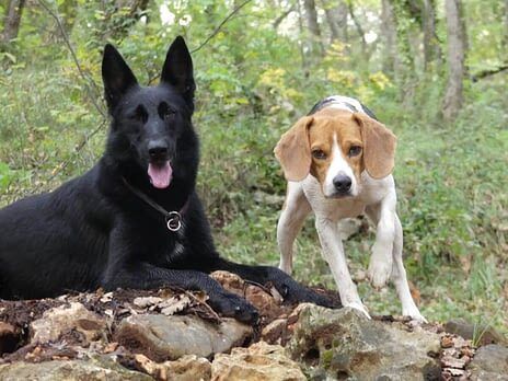 education canine nice mes services