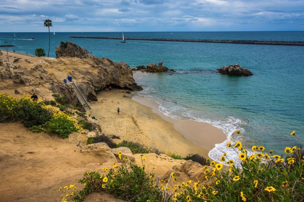 Newport Beach Pirates Cove A beach with a lot of yellow flowers and a boat in the distance.